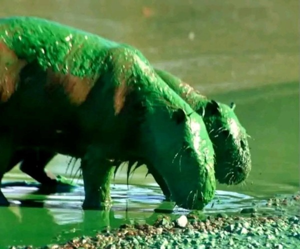 Carpinchos se tiñen de verde por cianobacterias - Portal Digital Cáritas Universidad Católica