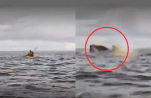 Joven fue tragado y luego expulsado por una ballena en Chile - Unicanal