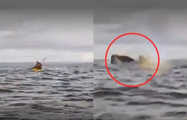 Joven fue tragado y luego expulsado por una ballena en Chile - Unicanal