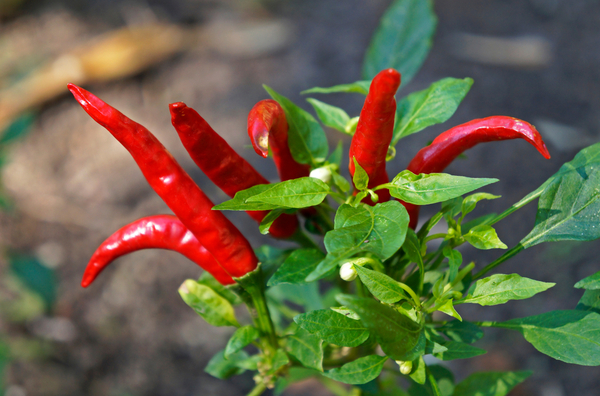 Productores industrializarán ají picante con miras a exportar a EE. UU.