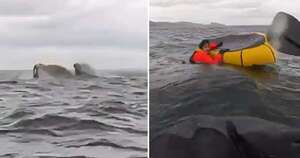 Diario HOY | VIDEO| Ballena jorobada “traga” a joven aventurero y lo libera segundos después