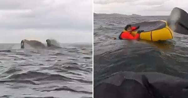 Diario HOY | VIDEO| Ballena jorobada “traga” a joven aventurero y lo libera segundos después