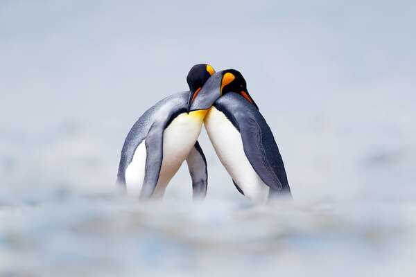 Peculiares parejas en el reino animal: monógamos, promiscuos, y hasta caníbales sexuales - Ciencia - ABC Color