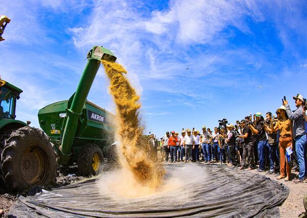 Lanzan cosecha de arroz 2025 en Ñeembucú, donde la siembra alcanzó 60.000 hectáreas - MarketData