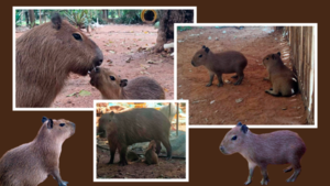 Dos ejemplares de capibaras nacen en el Zoológico de Asunción