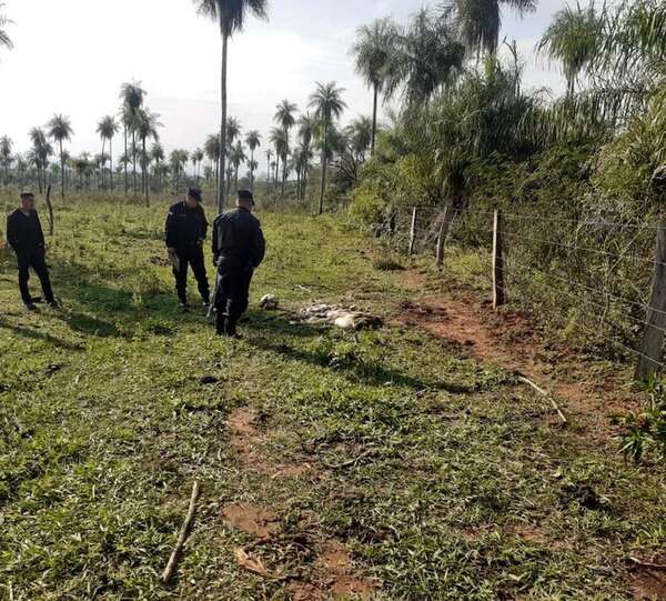 Paraguarí enfrenta creciente ola de abigeato que perjudica a la ganadería - Nacionales - ABC Color