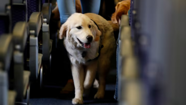 Sin mascotas en maleteros de buses: plantean que paguen pasaje y viajen al lado de sus dueños