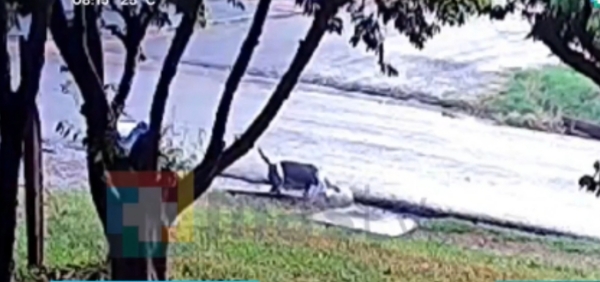 (VIDEO)Karai fue atacado brutalmente por un tres pitbull en Cambyretá: Un caniche dio la vida para salvarlo