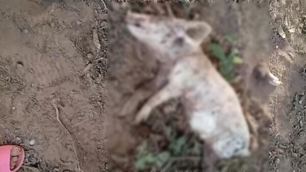 Hallan chancho descuartizado y causa terror en Yaguarón