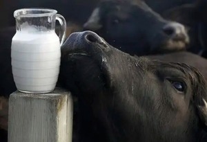 Primera planta industrial de leche de búfala - 1000 Noticias