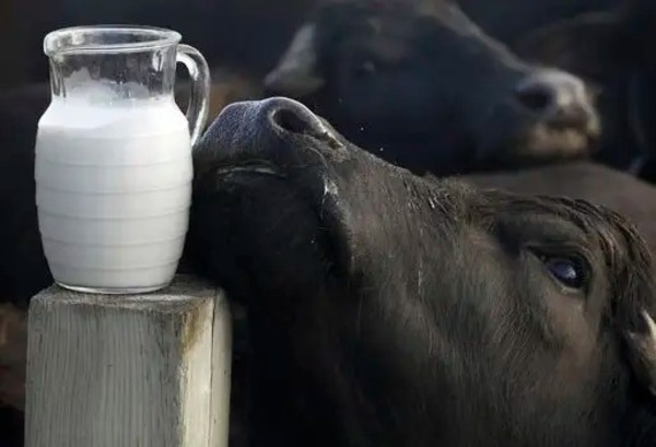 Primera planta industrial de leche de búfala - 1000 Noticias