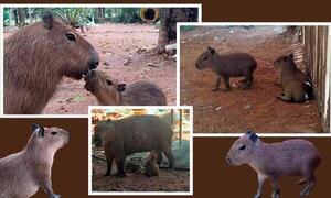 Dos ejemplares de capibaras nacen en el Zoológico de Asunción – Prensa 5
