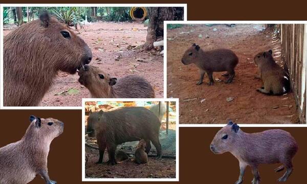 Dos ejemplares de capibaras nacen en el Zoológico de Asunción – Prensa 5