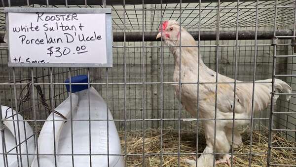 Ante la escasez de huevos en EEUU, crían gallinas en casa para abastecerse - Ciencia - ABC Color