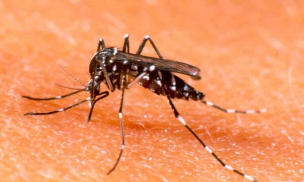 Dengue en la región: alertan sobre alta circulación del serotipo DENV-3