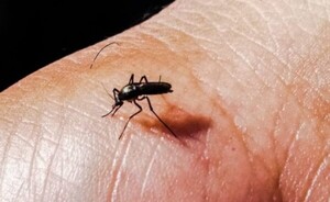 Alertan sobre brotes de dengue en la región