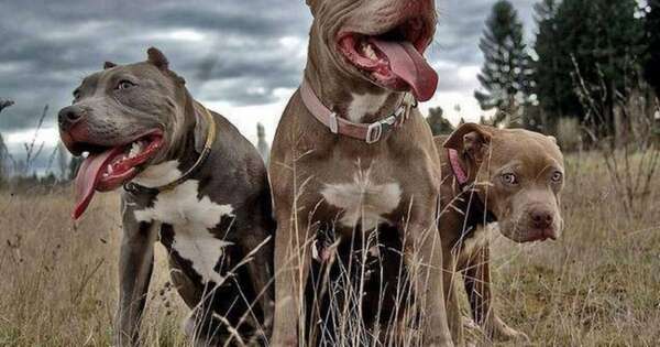 La Nación / Cambyretá: hombre que fue atacado por pitbulls podría perder la movilidad del brazo