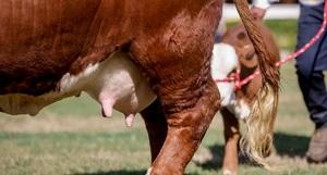 Animales controlados y registrados sólo están obligados a llevar el botón del SIAP