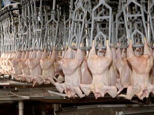 Estiman que en la próxima década crecerá la producción global de carnes, con el pollo como líder indiscutido