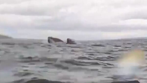 Video: Un joven vive un momento aterrador al ser tragado y escupido por una ballena