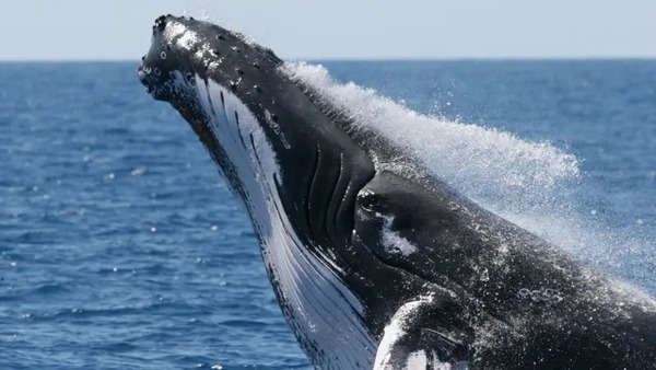 (Video) Joven fue tragado por una ballena y devuelto al mar