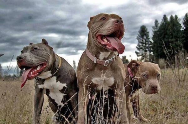 Cambyretá: hombre que fue atacado por pitbulls podría perder la movilidad del brazo