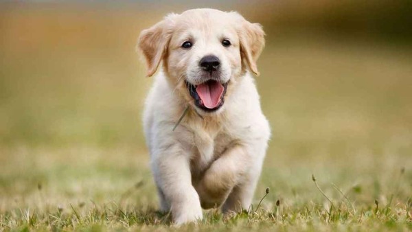 Enamorados de los peludos: 60 % de las familias tienen perros - Portal Digital Cáritas Universidad Católica