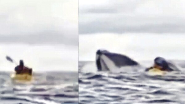 Una ballena le tragó y vivió para contarlo