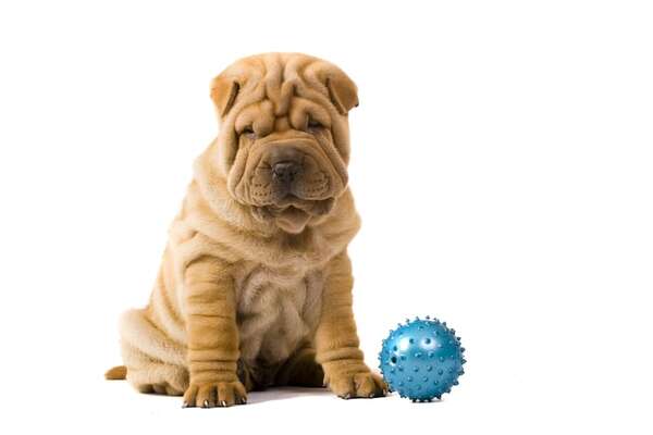 Los perros más sociables vs. los más reservados: ¿cuál se adapta mejor a vos? - Mascotas - ABC Color