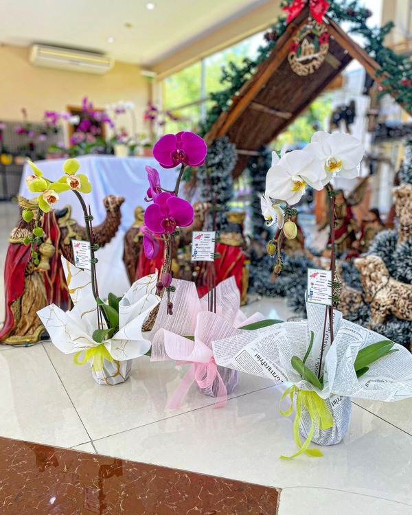 Día de los Enamorados: Feria de Orquídeas del MAG será hasta las 17:00 - trece
