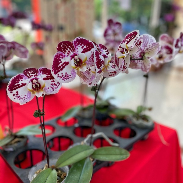 Por el Día de los Enamorados, MAG realiza feria de orquídeas - Unicanal