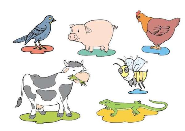 Animales ovíparos - Medio Natural y Salud Primer Ciclo - ABC Color