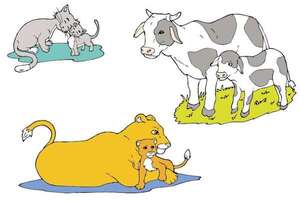 Animales vivíparos - Medio Natural y Salud Primer Ciclo - ABC Color