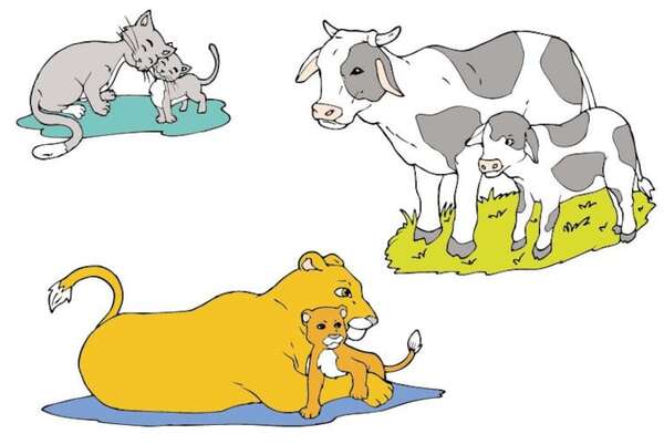 Animales vivíparos - Medio Natural y Salud Primer Ciclo - ABC Color