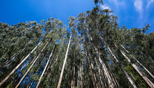 Sector forestal del país promete prosperidad, según viceministro de Industria.
