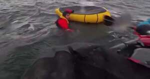 La Nación / Viral: fue tragado por una ballena y quedó grabado en un video