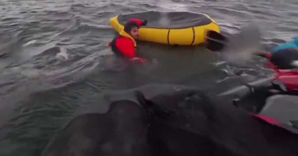La Nación / Viral: fue tragado por una ballena y quedó grabado en un video