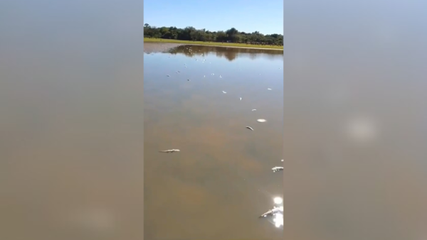 Video: Mortandad de peces indigna a pescador que culpa a arroceros