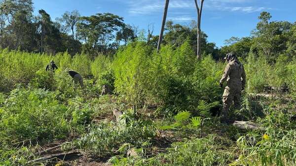 Anulan 12 mil kilos de marihuana y desmantelan “narcocampamentos” en Bella Vista Norte - Nacionales - ABC Color