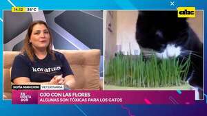 Flores tóxicas para los gatos: ¿cuáles son las que se deben evitar? - Ensiestados - ABC Color