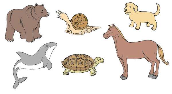 Animales dormilones - Medio Natural y Salud Primer Ciclo - ABC Color