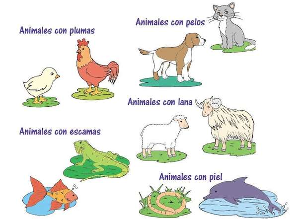 Los animales y sus coberturas - Medio Natural y Salud Primer Ciclo - ABC Color