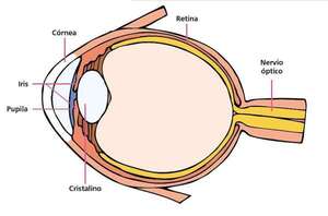Nuestros bellos ojos - Medio Natural y Salud Primer Ciclo - ABC Color