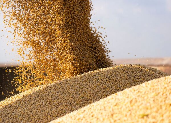 USDA ajusta a la baja la producción de soja en Paraguay por condiciones climáticas - MarketData