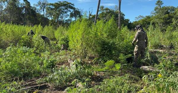 La Nación / Desmantelan campamentos narcos en zonas rurales de Amambay