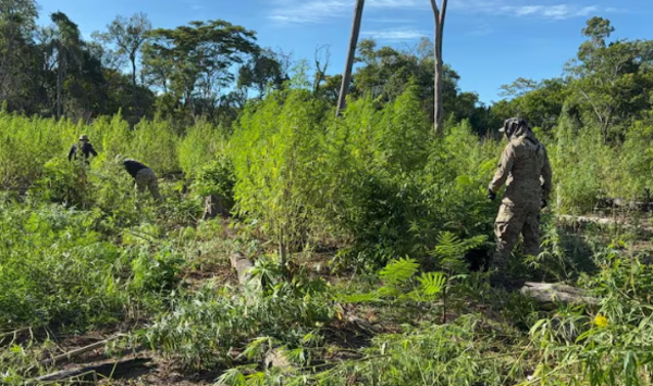 Erradican 12 mil kilos de marihuana y desmantelan narcocampamentos en Bella Vista Norte