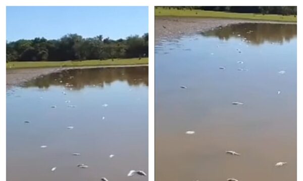 Villa Florida: Denuncian mortandad de peces y piden solución