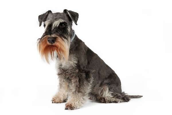 ¿Existen los perros hipoalergénicos?: las razas con menos problemas para alérgicos - Mascotas - ABC Color