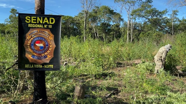 DESMANTELAN CAMPAMENTOS NARCOS EN ZONAS RURALES DE AMAMBAY - Itapúa Noticias