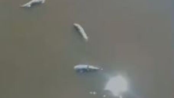 Reportan mortandad de peces en Villa Florida